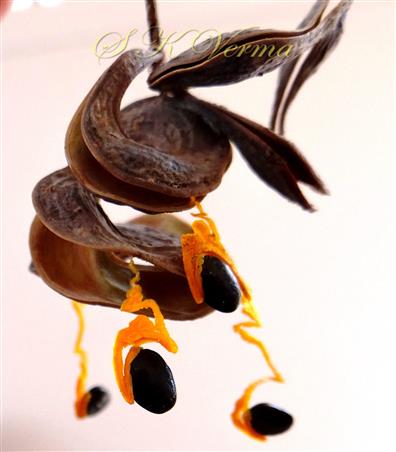  Fruit (dehisced)